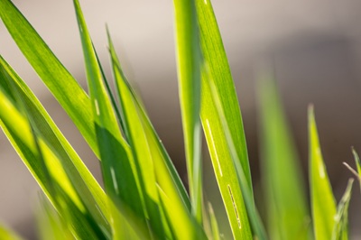 Gruene Ruhe (Foto - Christopher Muschitz)